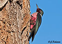 Melanerpes lewis
